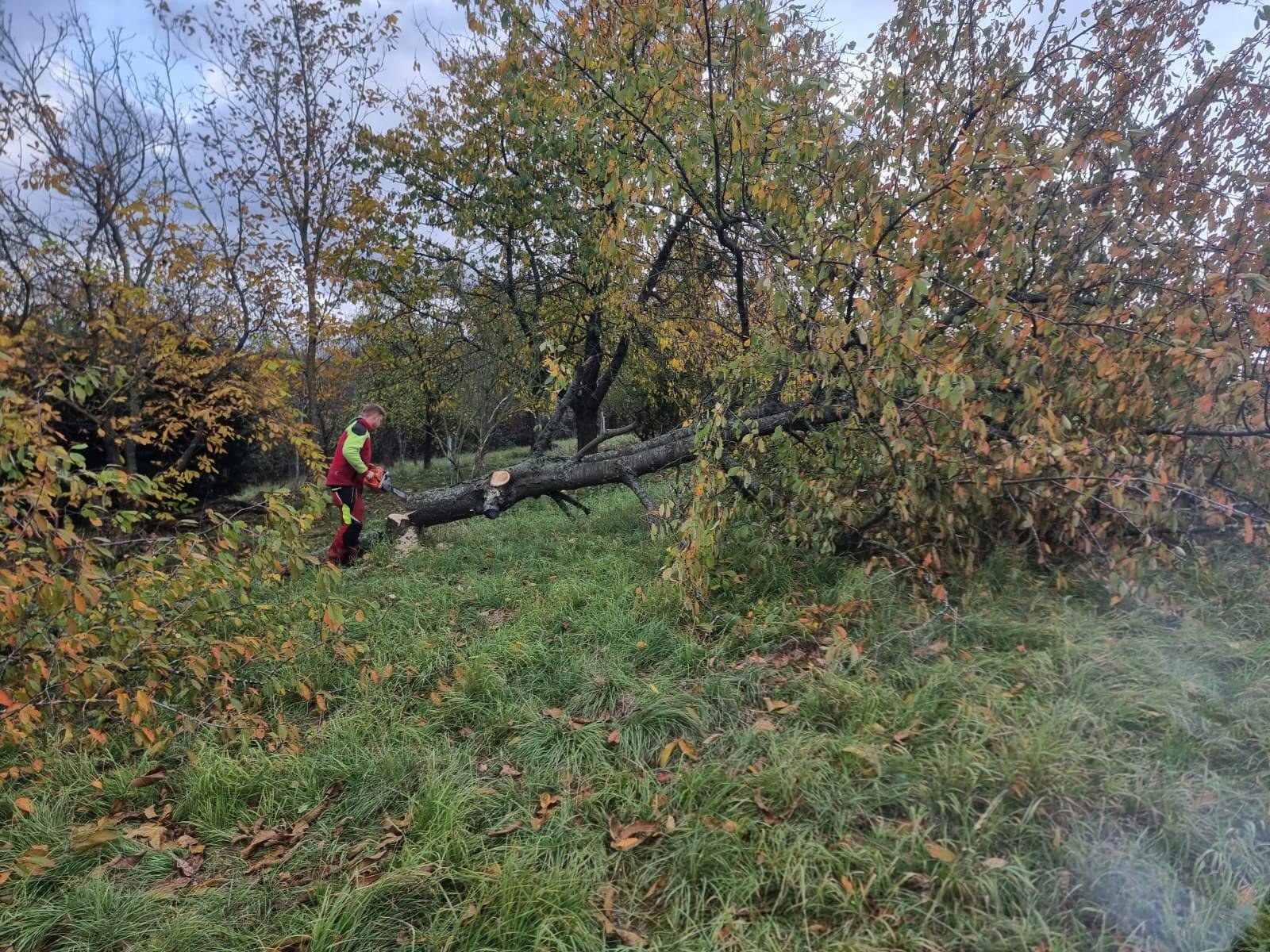 Forstarbeiten und Baumfällungen