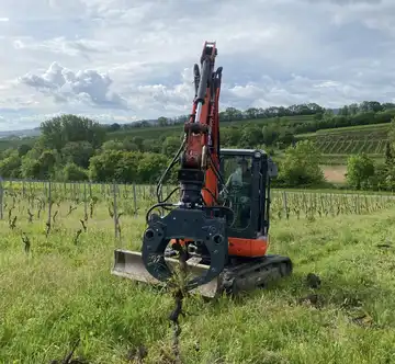 Ein Kubota Minibagger greift und entfernt alte Rebstöcke bei einer Weinbergrodung im Landkreis Heilbronn.