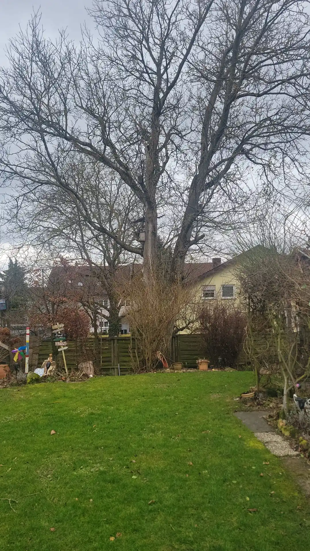 Vorher-Ansicht eines großen, alten Baumes im Garten vor der professionellen Baumfällung durch Molle GaLaBau in Brackenheim.