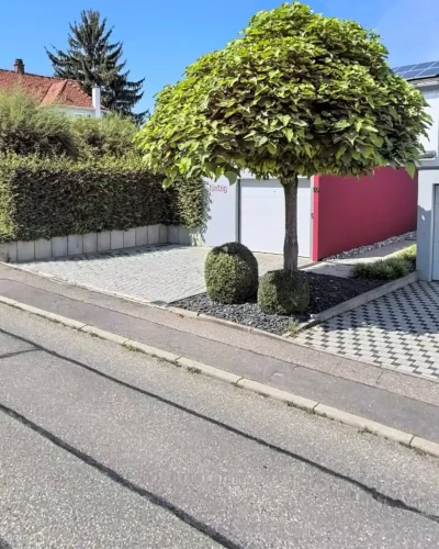 Vorher-Ansicht einer Einfahrt in Brackenheim mit einem Trompetenbaum, Beetflächen und altem Pflaster vor der Sanierung durch Molle GaLaBau.