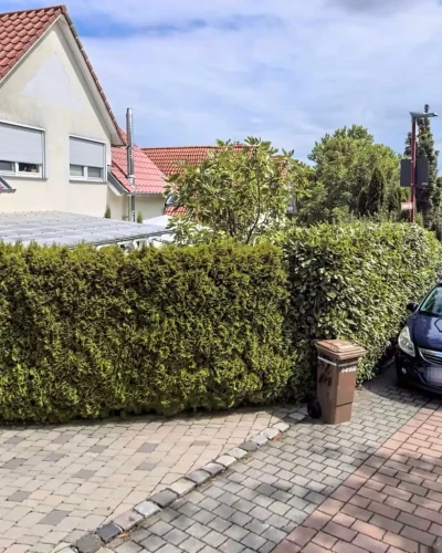 Vorher-Ansicht eines Gartens in Brackenheim mit altem Heckenbestand und ungepflegter Grünfläche vor der Umgestaltung durch Molle GaLaBau.